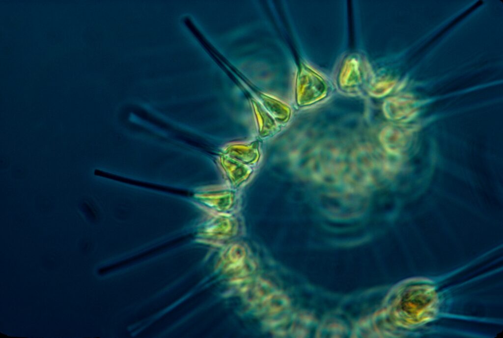 Phytoplankton food ingredient.